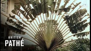 The Royal Tour - Fiji And Tonga - Reel 1 Part 1 (1954)