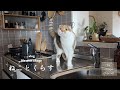 【猫と暮らしのvlog】それどこの？と聞かれるプチプラ猫グッズ/愛猫のかわいい遊び/古代エジプト展