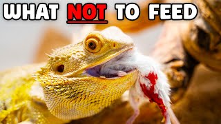 What NOT To Feed Bearded Dragons