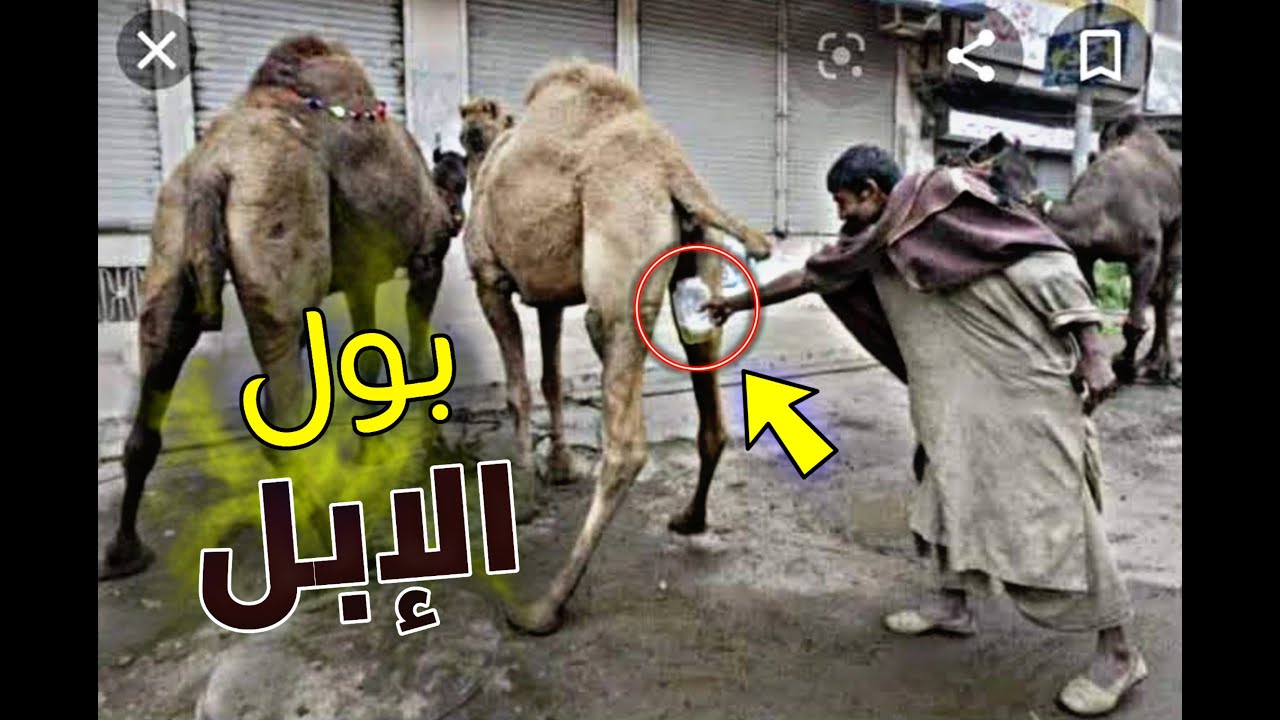 شرب بول الإبل أغرب العادات والتقاليد حول العالم حقائق صادمة عن فوائد ...