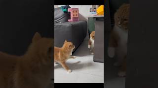 ​¡No podrás creer los movimientos de este gatito defensa! 😂🐾