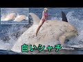 2頭の“白いシャチ”北海道の海に現る|普通のシャチと比べて？