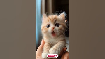 Thumbnail of Super Cute Cat 😸 Singing 🎤 A Beautiful Song 🎵 #cat #catsinging #song #viralshorts