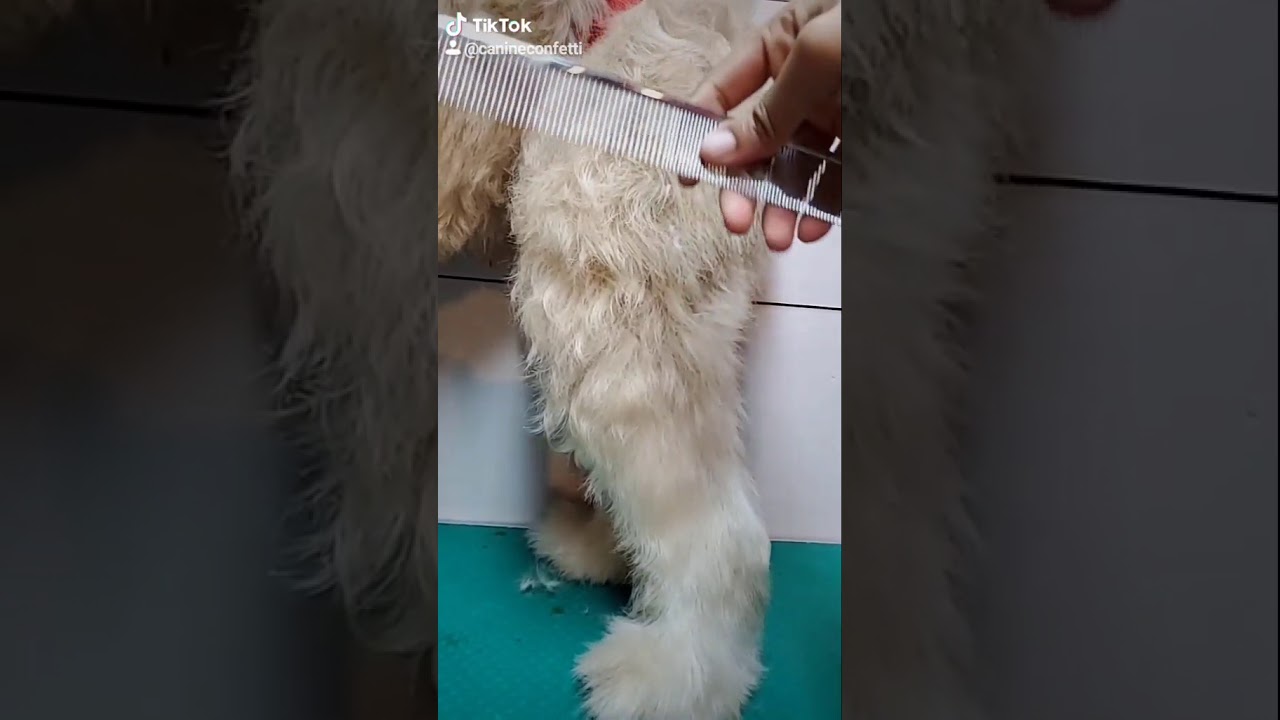 How to demat your pet YouTube