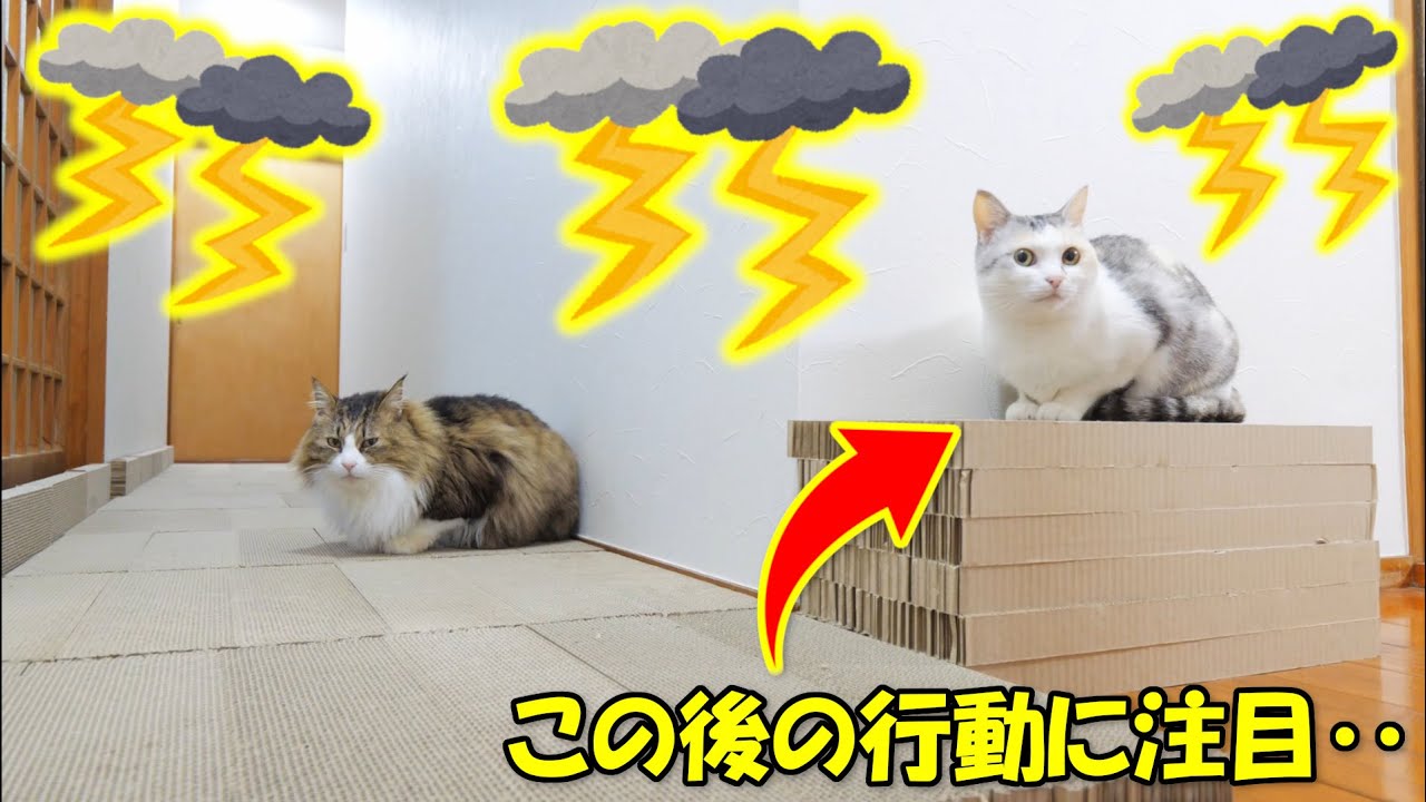 轟く雷鳴に恐れをなし そろ りそろ りとおかしな歩き方で退散する三毛猫ネコ吉 Youtube