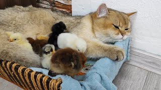 Unbelievable Friendship Between a Cat and Chicks Caught on Camera! by Funny Pets 1,165 views 1 year ago 1 minute, 44 seconds