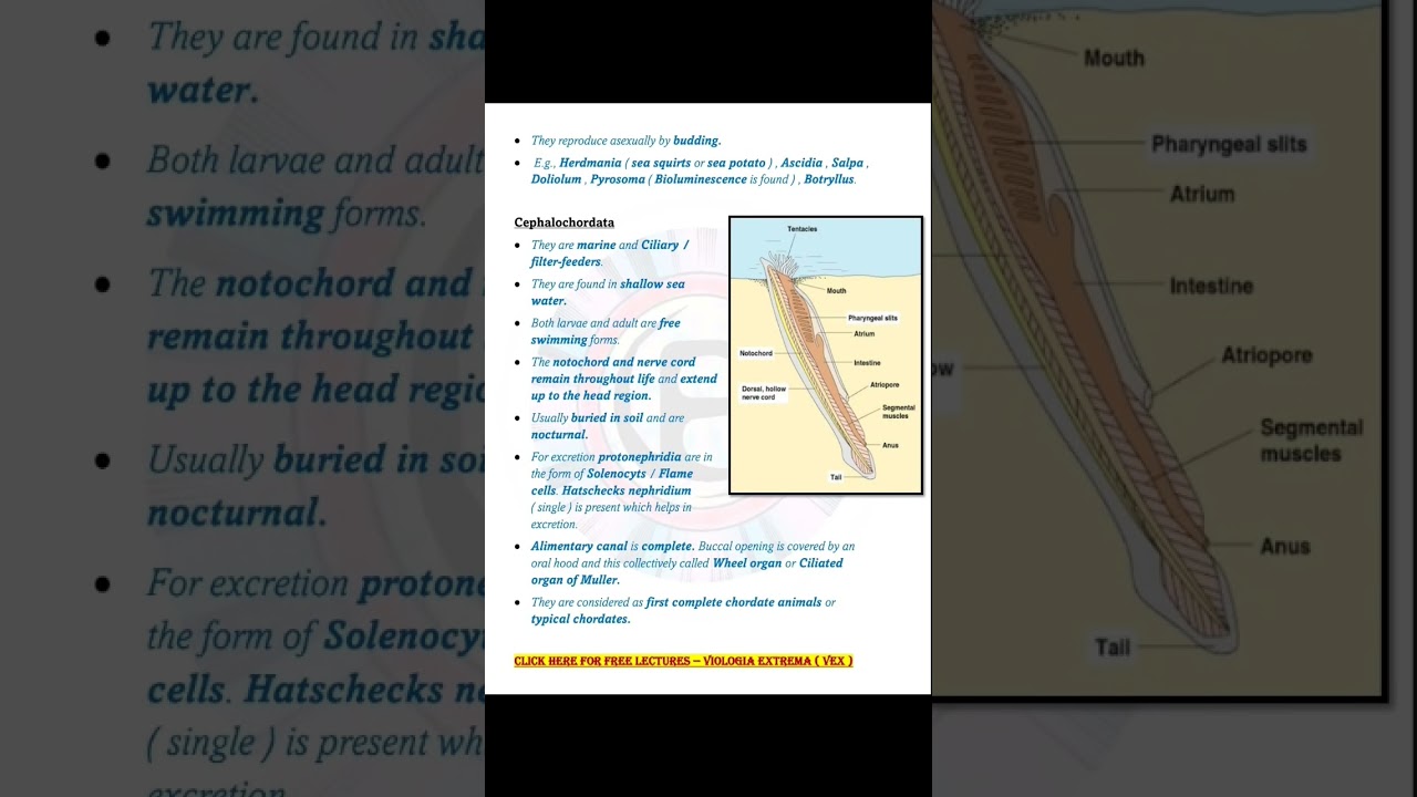 Protochordata ( Urochordata & Cephalochordata ) complete notes by VEX