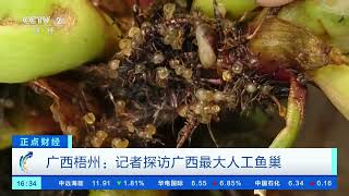 [正点财经]广西梧州：记者探访广西最大人工鱼巢| 财经风云