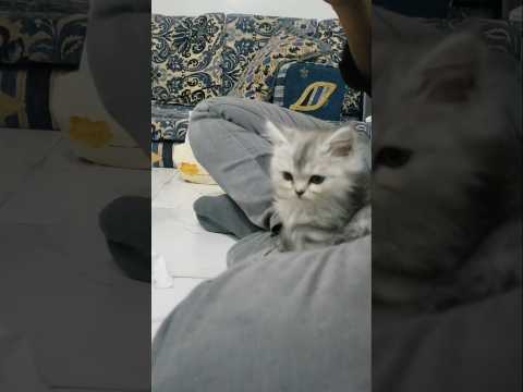 شيرازي صغيره