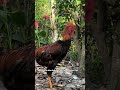 Day 15: The Gift of Independence | Silent Coop
