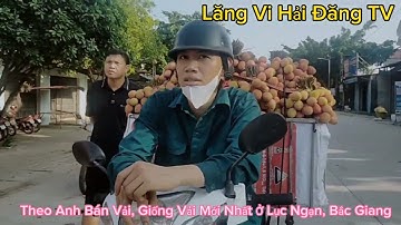Điểm Thu Mua Vải Sớm Tại Ngã Ba Thôn Chính, Hồng Giang, Lục Ngạn, Bắc Giang Lăng Vi Hải Đăng TV