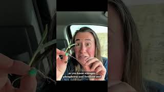 Nebraska Corn Update