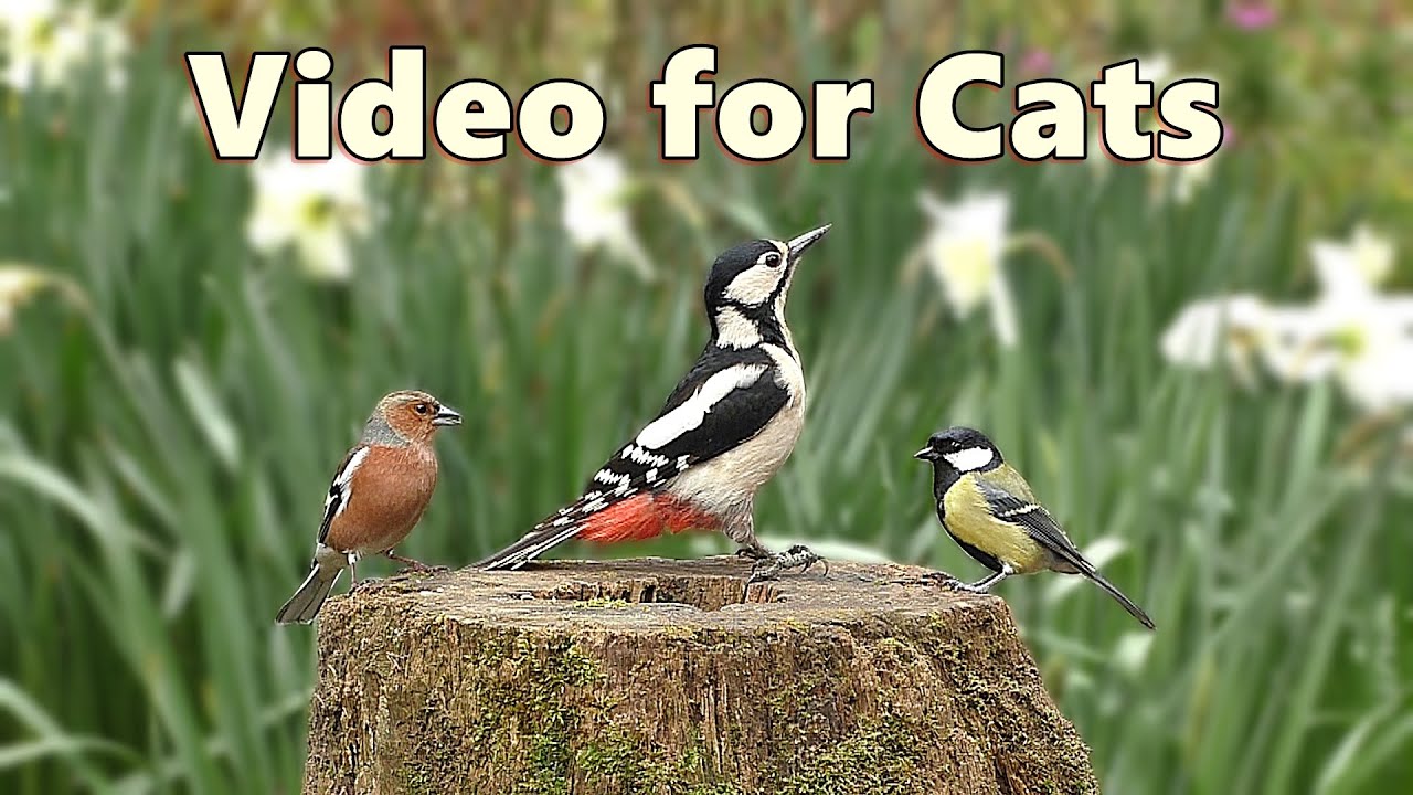 Videos for Cats Birds and Daffodils Delight 🌼 8 HOURS 🌼 YouTube