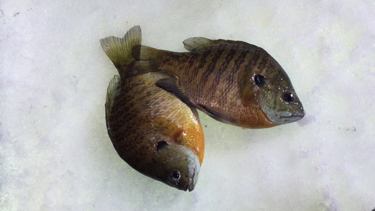 Up North Minnesota | Life on Ice |