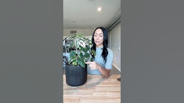 How Big Do Quick Snack Cucumbers Get?