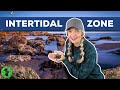 Intertidal Zone Exploration Quiz
