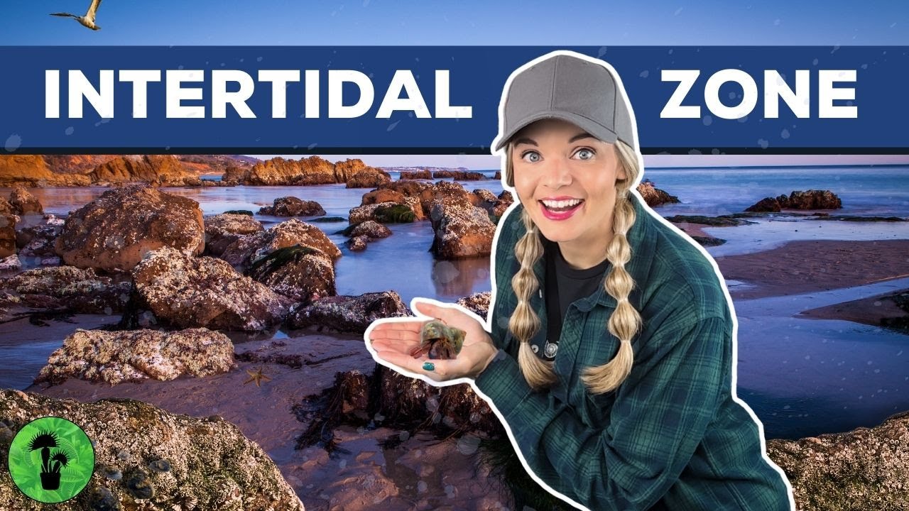 The Intertidal Zone