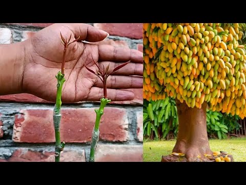 🥭how to grow mango tree from grafting || how to grow mango plant at home fast