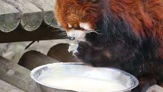 This Red Panda has its own unique dining skill