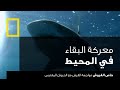 خاص القروش: مواجهة القرش مع الحيوان المفترس | ناشونال جيوغرافيك أبوظبي