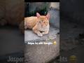 Kaisi lagi jasper ki soch?😂 #catfun #funnycats #catvideos #catshorts #cutecat