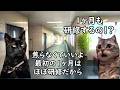 ブラック企業とホワイト企業の仕事の教え方の違い【猫ミーム】