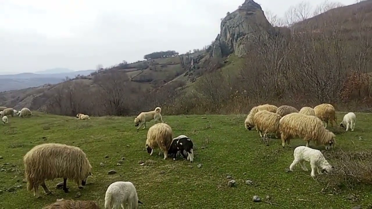 Amasya Taşova Çalkaya köyünden selamlar #beniöneçıkar #anadolu #koyunkuzu#karayakakoyunu