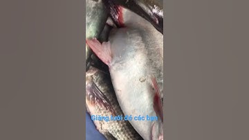 Giăng lưới bắt cá tra đến #short