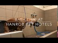 Bathtime with Buddy at Hanrob Pet Hotels