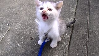 It's a tiny tiny abandoned cat, Nekokichi