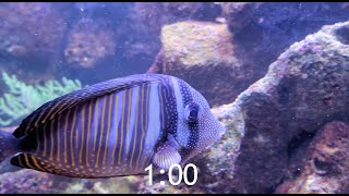 Celebrity 1 Minute Countdown Timer-  Exotic Fish Wealth