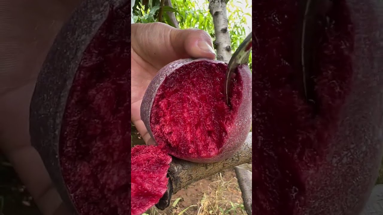 Plums blood color has a sweet taste 