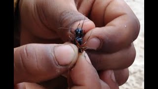 Carpenter ant fight