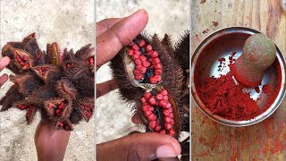 EATORPASS HOW TO MAKE ANNATTO PASTE ASMR CRUNCH SOUNDS