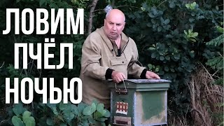 видео: Поймали Рой диких Пчёл ночью в лесу картинка: Поймали Рой диких Пчёл ночью в лесу