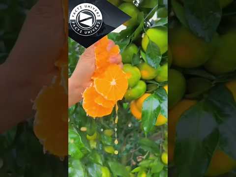 Guess The Fruits Name ❔ IQ Test |#youtubeshorts #fruitsname #guess #viral #shorts