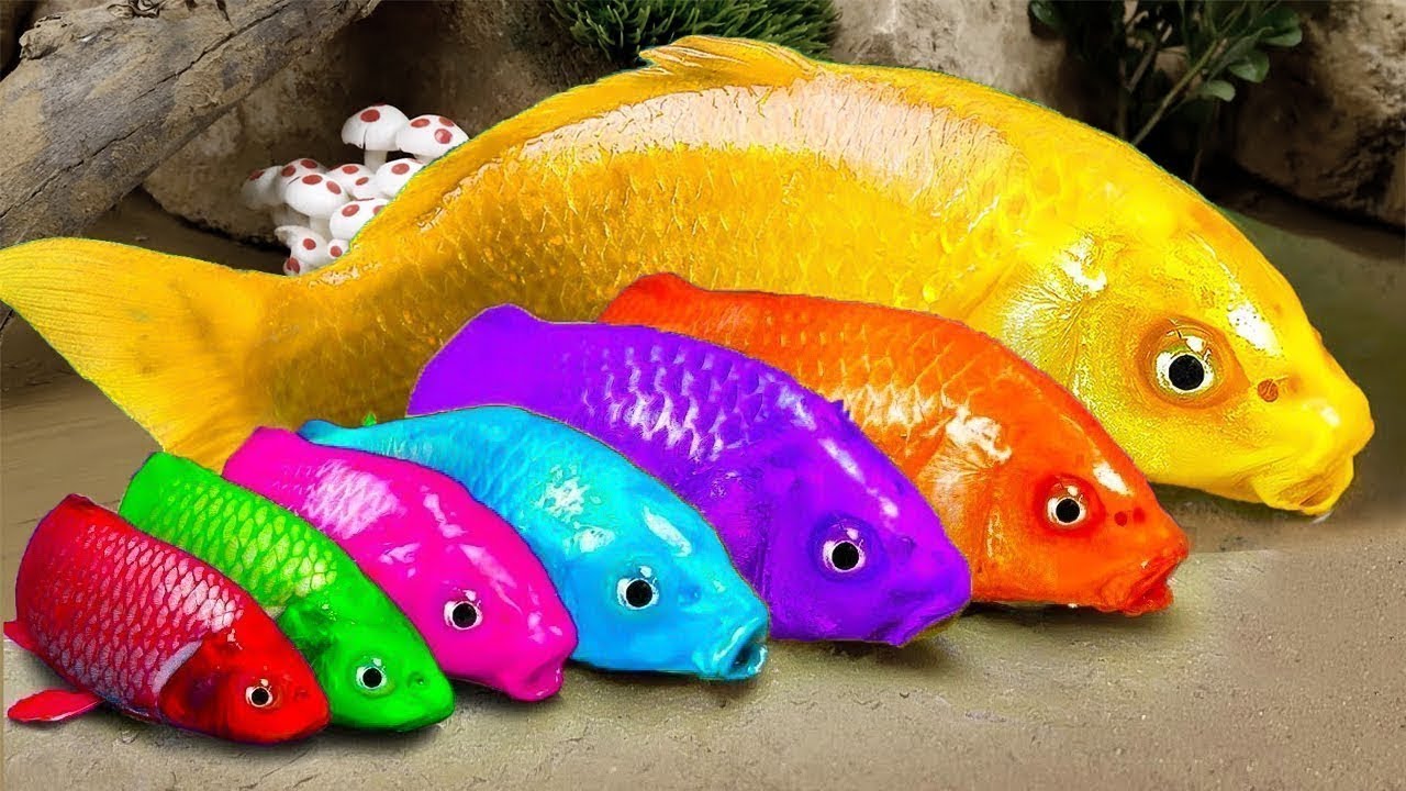 Catch Cute Chickens, Colorful Chickens, Rainbow Chicken, Rabbits, Cute Cats,Ducks,Animals Cute #64