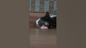 Catnip Extravaganza 🤤💫 #catnip #toocute #obsessed #funnycats #sillybilly