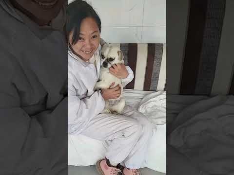 Dog meat trade