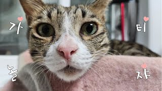 아침부터 밤까지 고양이와 함께하는 하루 | 고양이 브이로그 | cat vlog by 전자 고양이 솜뭉치 301 views 8 months ago 4 minutes, 3 seconds