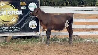 LOTE 47 - AURORA 1/2 SANGUE; BR 135; V-6