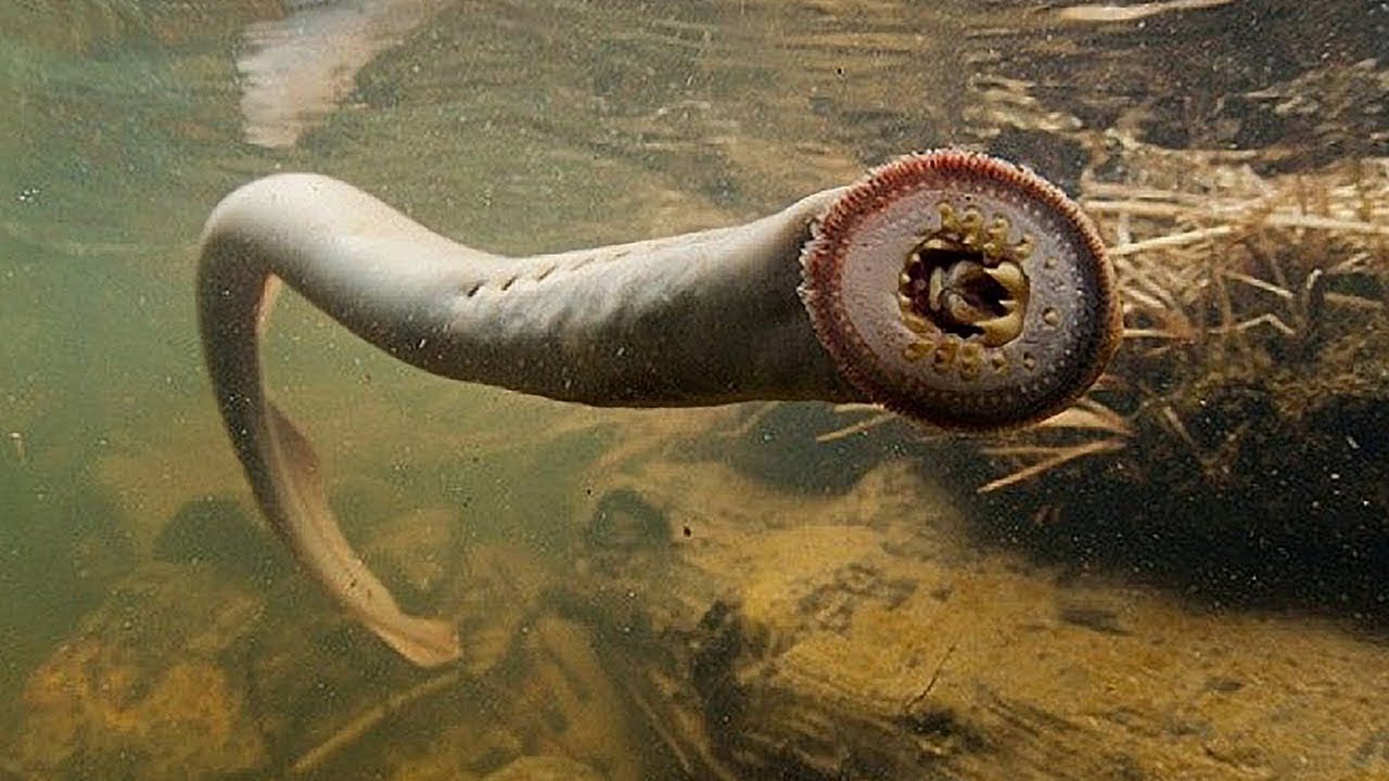 most terrifying creatures on earth