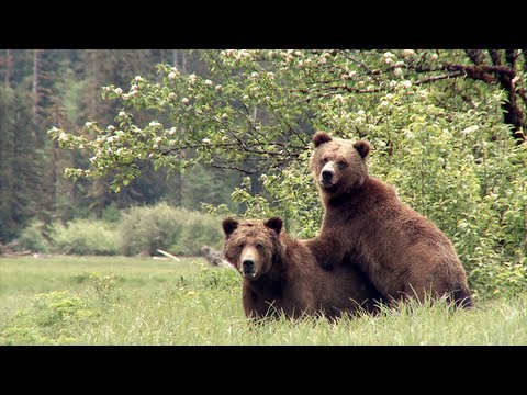 Ducks D Clayton Stoner faces charges after killing grizzly bear 