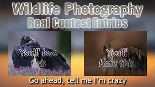 Wildlife Photography, Contest Images and One You Will Hate
