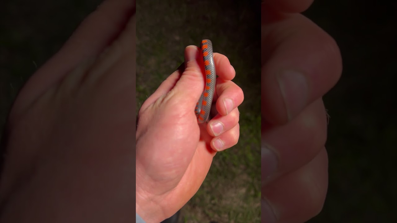 Semi-Aquatic Snake Found! The Elusive Western Mud Snake