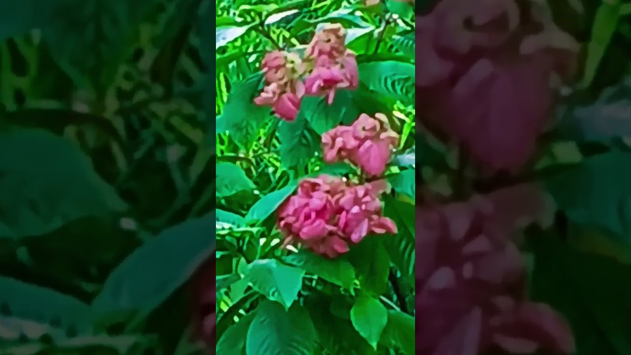 গ্রামের প্রকৃতির এক অপূর্ব সুন্দর ফুল ⚘️ #shorts #village nature #nature lover #flowerphotography