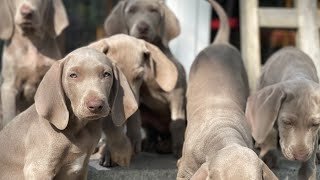 Die Weimaraner Welpen  Woche 10 letzter gemeinsamer Spaziergang am Zollspieker