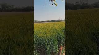 ઘવ ની ખેતી 🌾