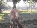 Alpaca giving birth