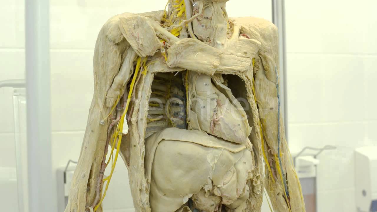 Footage - The Structure of the Human Body - YouTube
